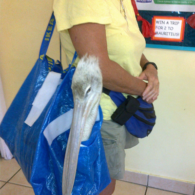 Klipper the pelican