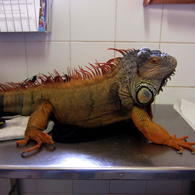 Large Iguana called Iggy