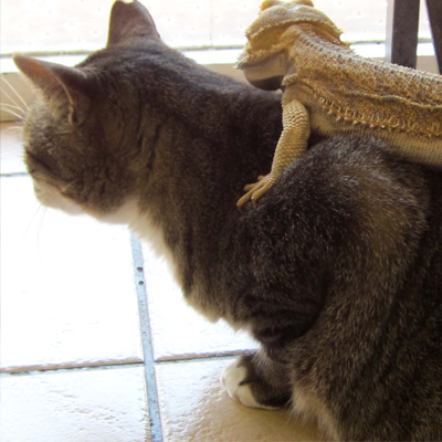 Practice Cat with bearded dragon