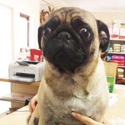 Pug at Riverside Vetereinary Clinic